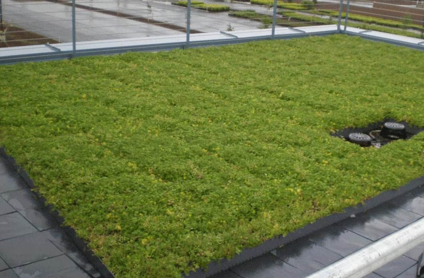 Grass on flat roof in the Pacific Northwest
