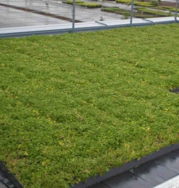Grass on flat roof in the Pacific Northwest